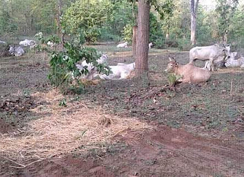 Cow smuggler arrested and handed over to police