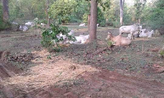 Cow smuggler arrested and handed over to police