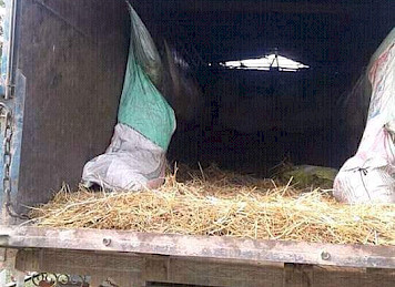 गौ तस्करलाइ नियन्त्रणमा लिएर प्रहरीमा बुझाइएको