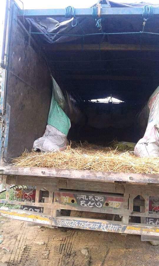 Cow smuggler arrested and handed over to police